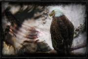 eagle_pow_valor