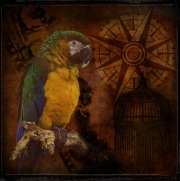 parrot_cage