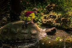 ben_turtle